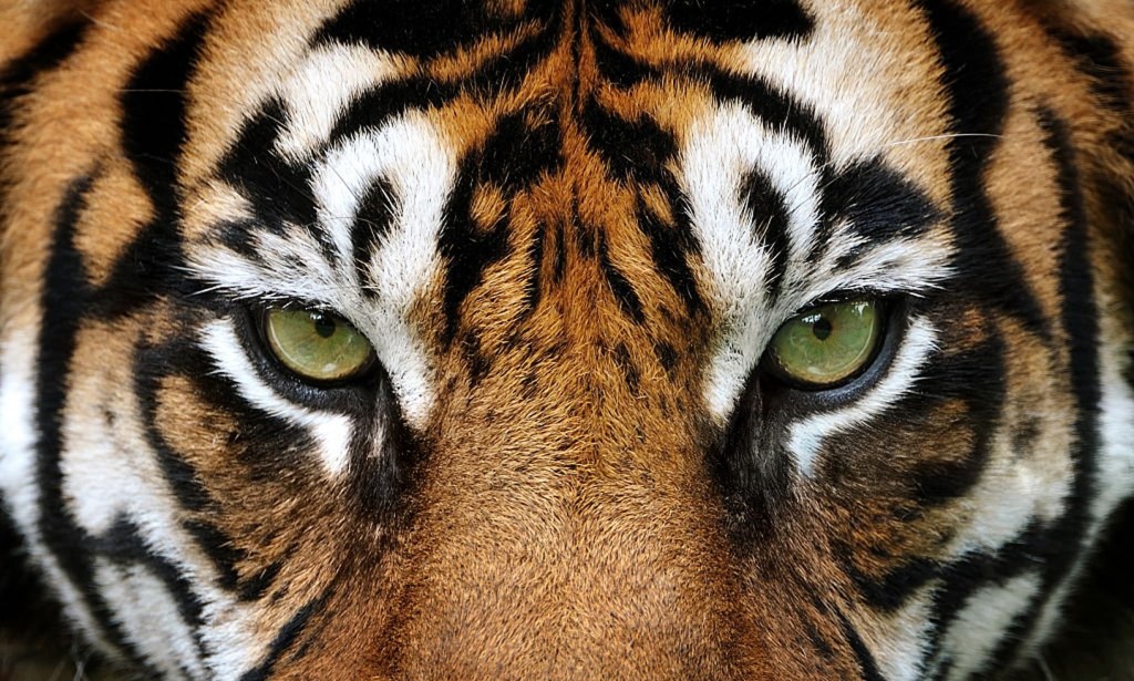 Kanha Tiger Reserve 