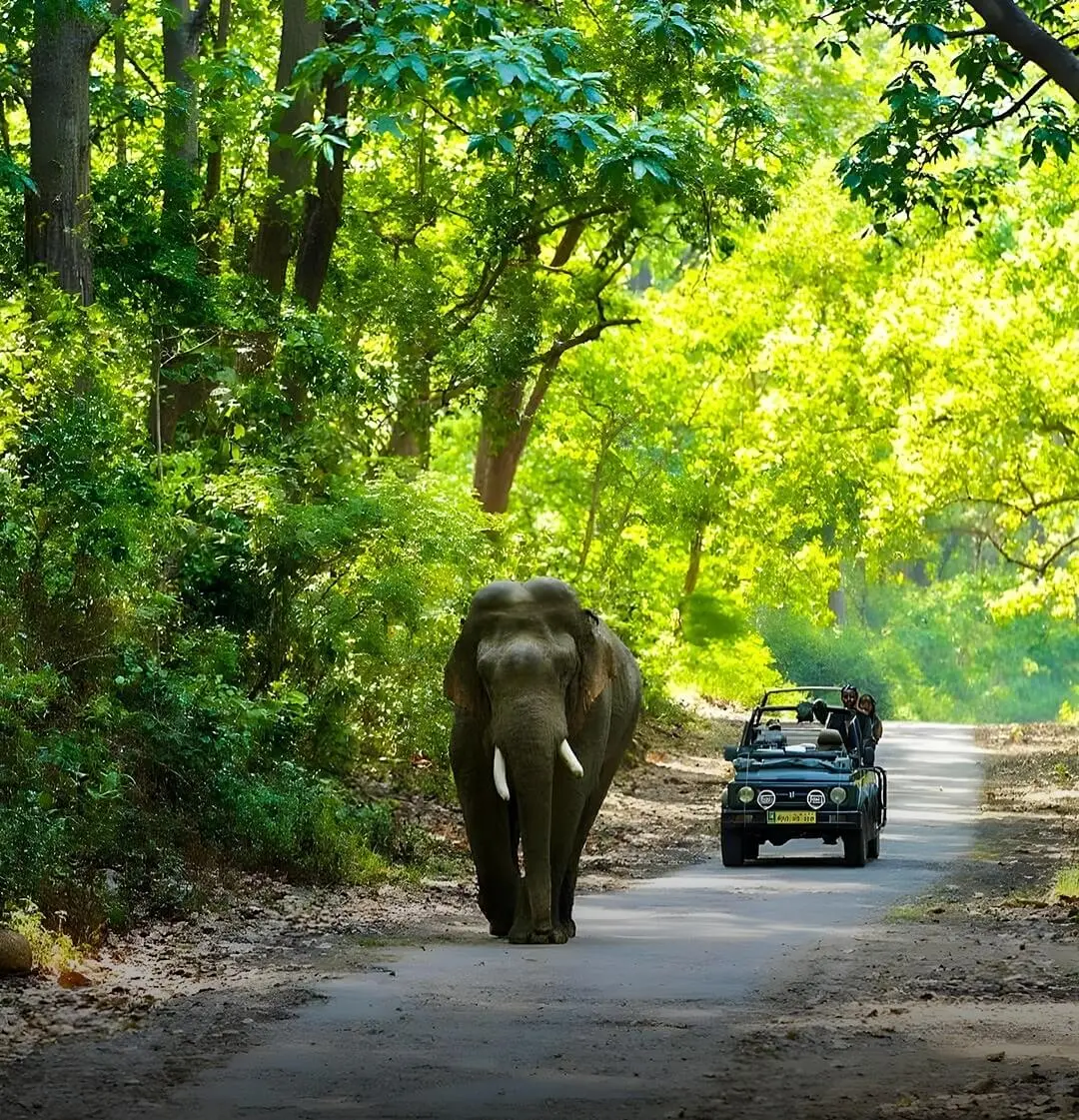Jim Corbett  National Park