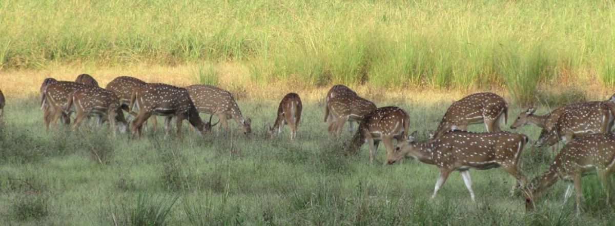 Panna Tiger Reserve