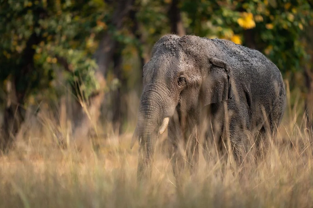 Bandhavgarh Tiger Reserve