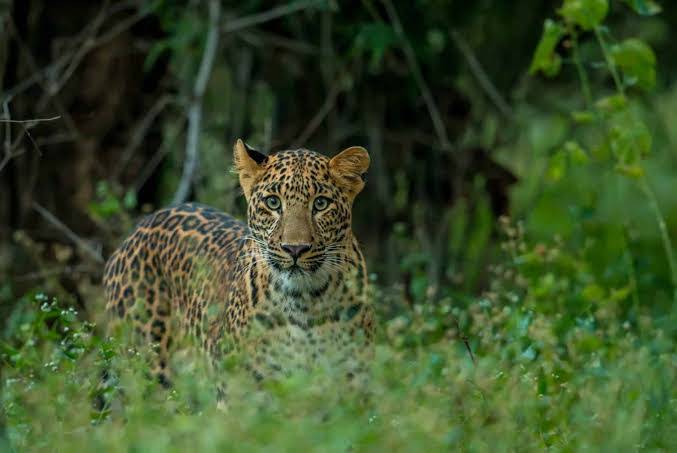Panna Tiger Reserve