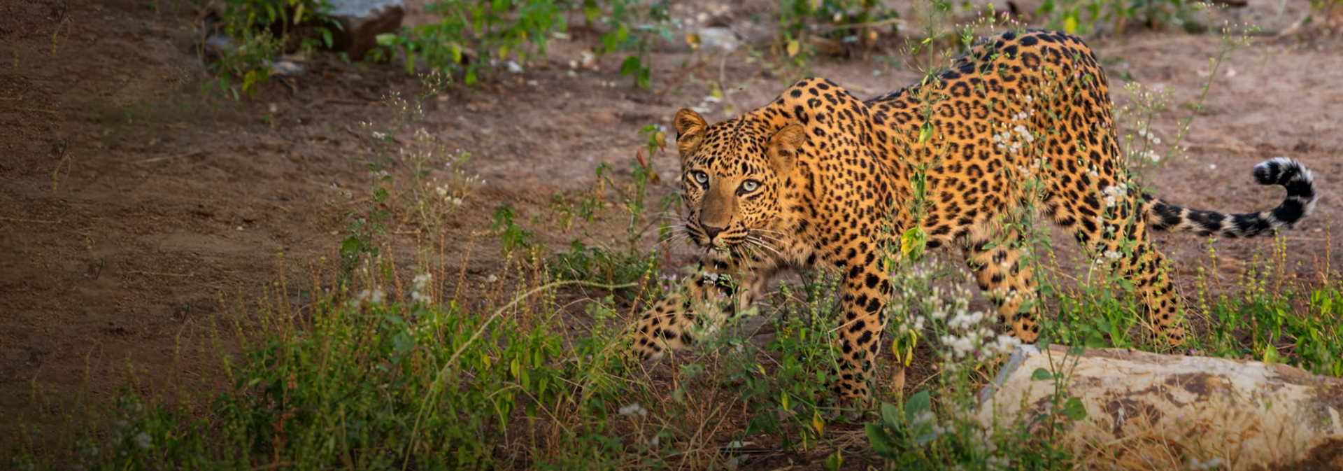 Tadoba Tiger Reserve