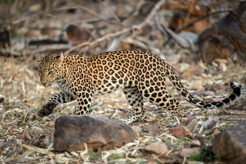 Sanjay Dubri Tiger Reserve