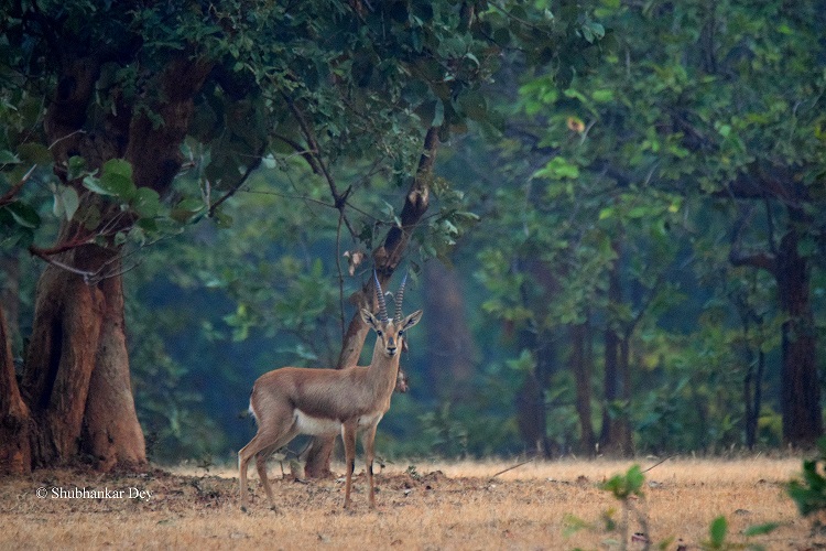 Sanjay Dubri Tiger Reserve